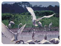 Parque Nacional Palo Verde 