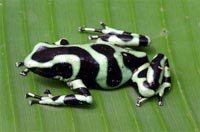 rana venenosa